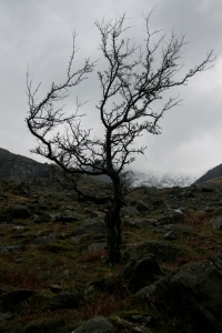 Llanberis tree